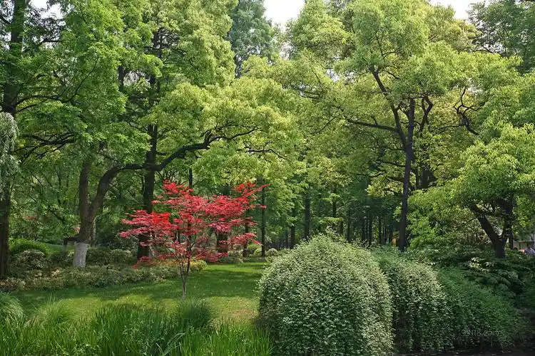 学士公园春天景色2011杭州风景壁纸