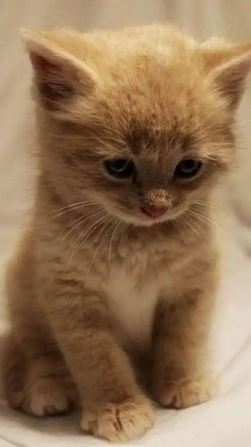 可爱猫咪卖萌图片媚态萌生ら