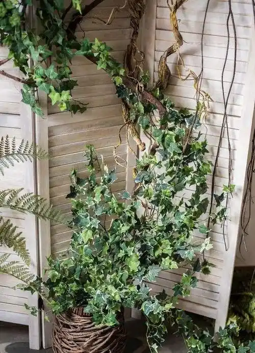 冬天室外冻不死的绿植(冬天室外冻不死的绿植要浇水么)