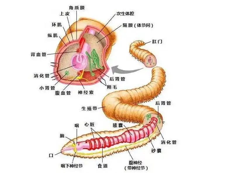 一条蚯蚓被切成两段就能变成两条蚯蚓?你可能被童话骗了