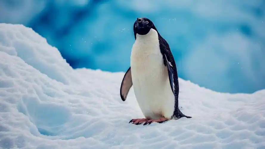 真正的企鹅活在北极,如今已灭绝