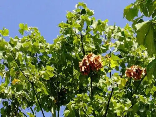 真正的梧桐树引凤凰的那种