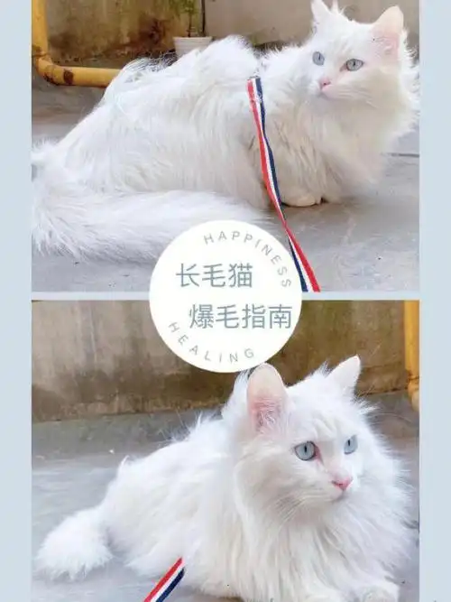 不少小94都在问怎样才能让猫咪爆毛,怎样拥有像小