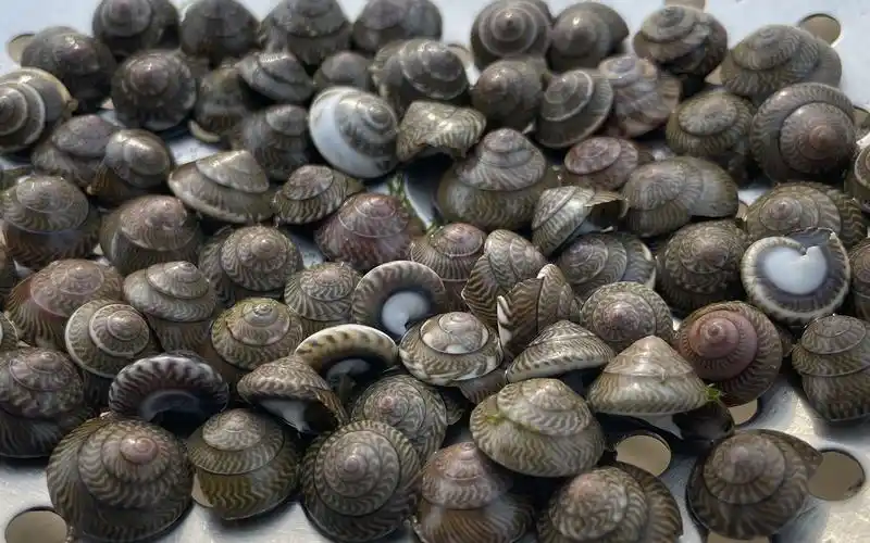 大海退潮后,沙滩上发现这种金钱螺遍地都是,还有比手大的海星