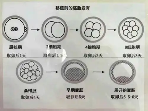 移植前的胚胎发育过程