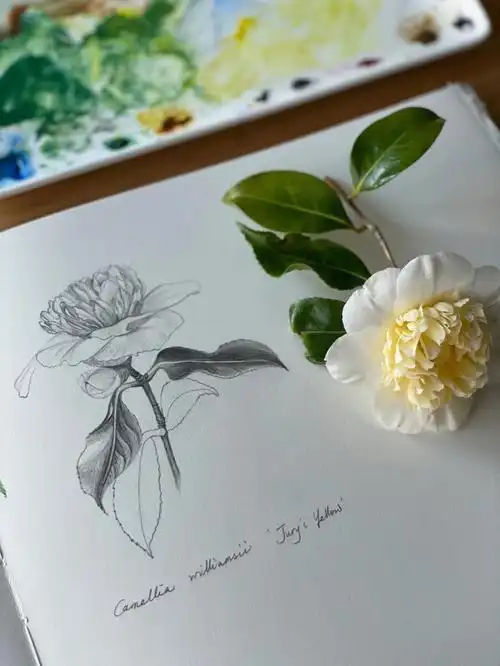 作业3色调练习茶花速写素描水彩三合一