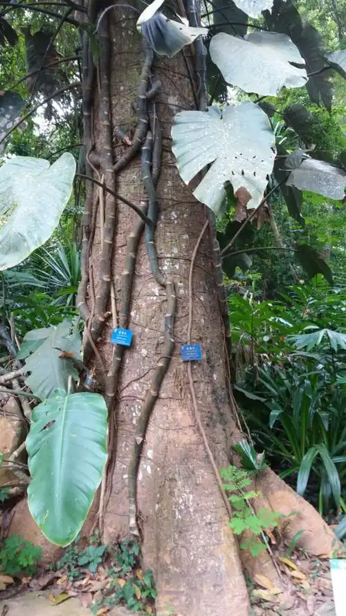 美丽的西双版纳,美丽的植物园,参天的大(古)树,绿茵茵的草坪,红黄白紫