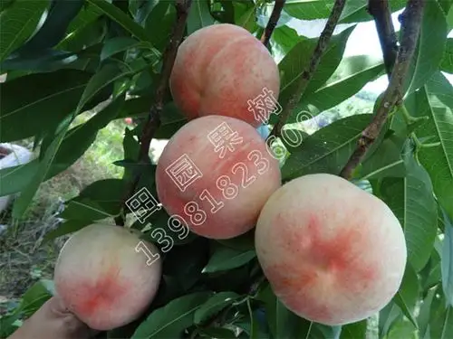 果博东方娱乐:霞脆桃,桃子,成都果苗基地,龙泉驿果苗基地,四川李子苗