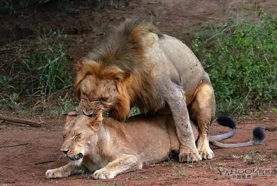 实拍各种动物交配过程 犀牛刺猬应有尽有(组图)