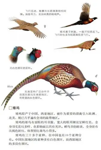 身边的鸟语林带只野鸡来见你