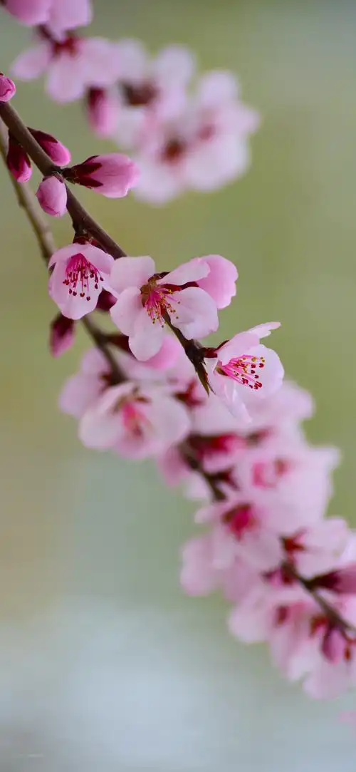 很灵的桃花运正缘图片