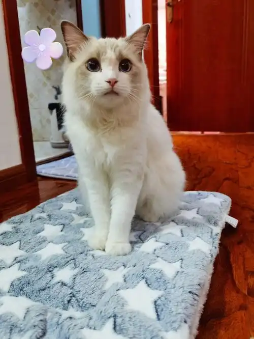 布偶尴尬期你还认得吗最后2图74刚接回来