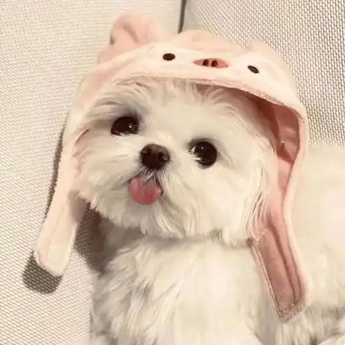 可心爱爱萌萌哒小动物萌宠头像