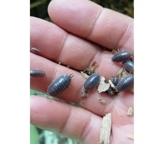 包活鼠妇活宠物潮虫西瓜潮气虫湿昆虫爬宠学生其他爬虫