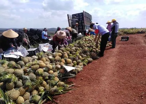 大坡镇菠萝,尖椒等收购包装现场,经检测的农产品装 车后通过绿色通道