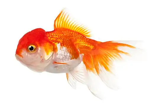 金鱼,金黄色,正面,白色背景