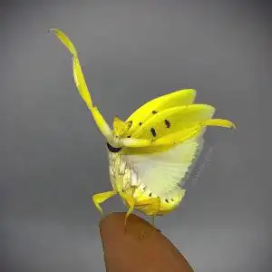 黄花螳 兰花螳螂 冕花螳 高颜值 螳螂 活体 【若虫2～3l】