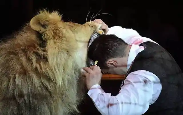 被嫌弃的马戏团动物表演|大象公会