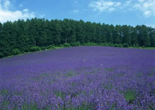 普罗旺斯花海最美图片
