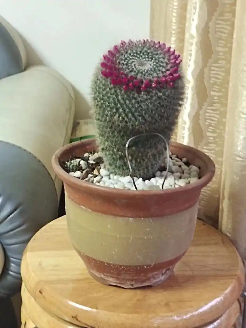 仙人球开花 #神奇的植物 ,我家玉翁开花了! - 抖音