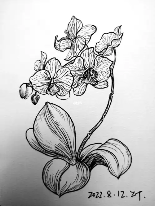 蝴蝶兰,附步骤图,黑白线描打卡73