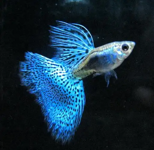 适合新手饲养的孔雀鱼,读懂以下几点,养鱼再也不是难事