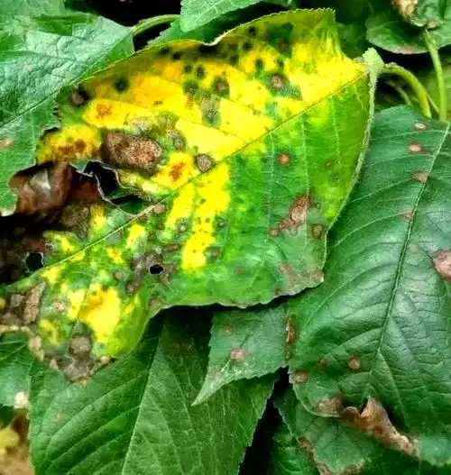 樱桃叶斑病,炭疽病和褐斑病的防治方法有哪些?