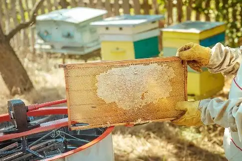 巢脾变黑了就要换吗?_蜂巢_巢房_幼虫