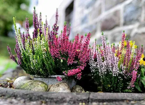盘点五大耐寒植物,零下20度,室外照样开花