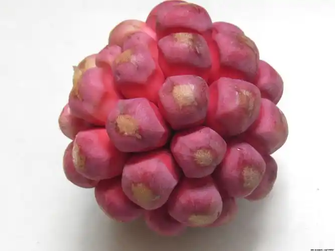 cctv2经济半小时栏目报道奇果黑老虎