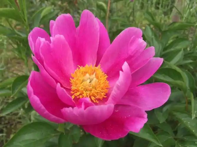 各种漂亮的花儿