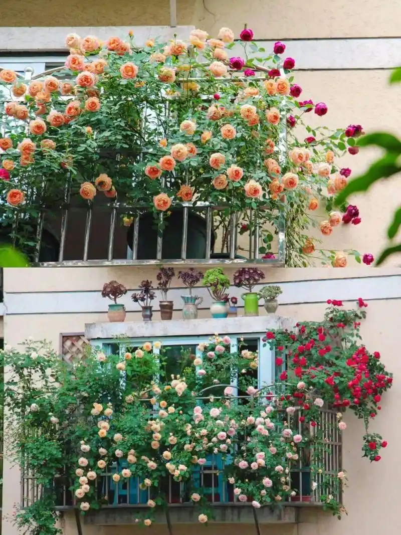 植物清单|4款适合阳台的爬藤植物 *牵牛花: 应该是夏天最常见的开花