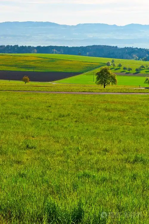 在瑞士的草甸