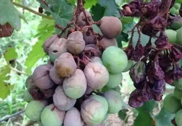 葡萄花果易混淆病虫害图解