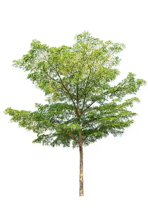 生长在白色背景上的大小四颗树