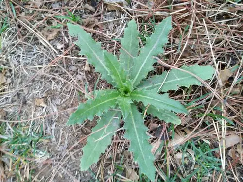 小蓟,也叫刺儿菜(学cirsium setosum)菊科蓟属.这是它的基生叶!