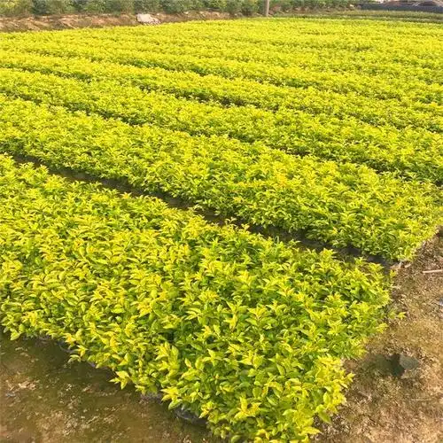 供应黄金叶 浙江金叶假连翘 黄金叶 树苗庭院花坛绿化苗木