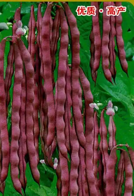 花芸豆是热性还是凉性