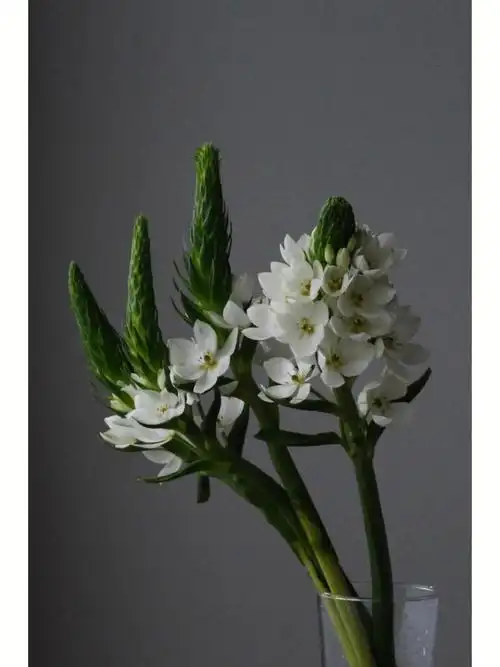 本来想等到全部花开再拍的生命匆匆,记录此刻#富士相机  #xt4  #雀梅