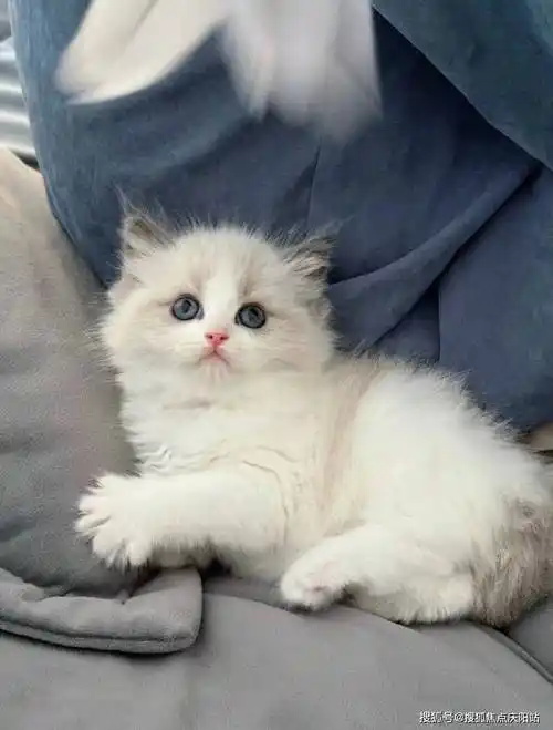 武汉买布偶猫首页网站(武汉硚口区)布偶猫什么价格