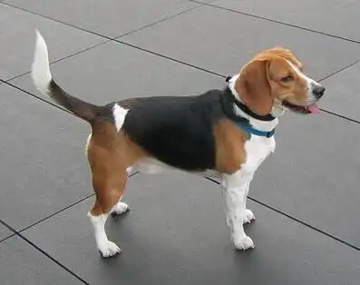 世界十大名犬之一比格猎犬: 历史:比格种为狩猎犬中最小型,源自古希腊