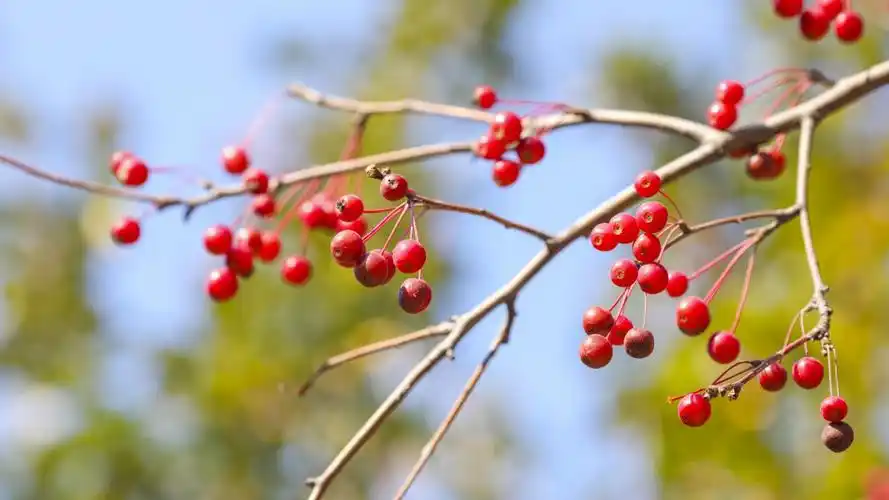 红豆相思豆图片(2/14)