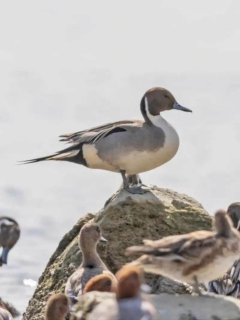 这只鸭子尾巴一根针 | 针尾鸭 原创拍摄于深圳湾 	 针尾鸭,雁形目鸭科
