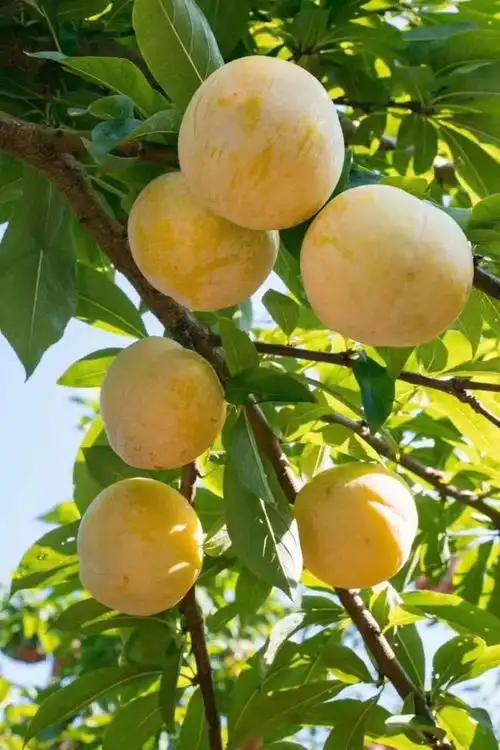 对李子没啥好印象那是你没吃过开了挂的黄金奈李