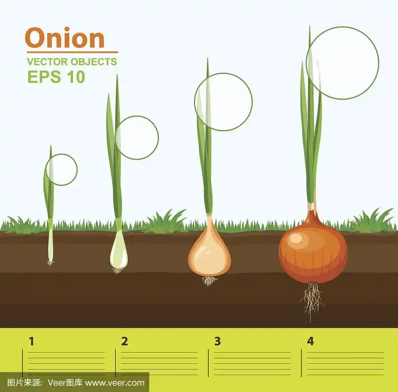 花园里洋葱的生长阶段.洋葱的生长发育与产量.增长阶段.