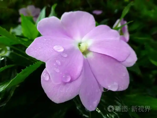 水露上紫色的小花