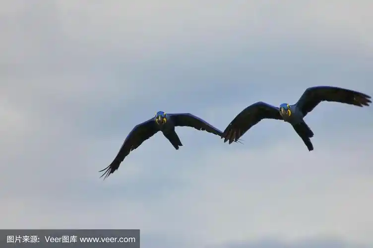 巴西风信子金刚鹦鹉flyover