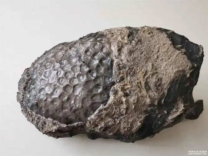 国宝级蜂巢珊瑚化石