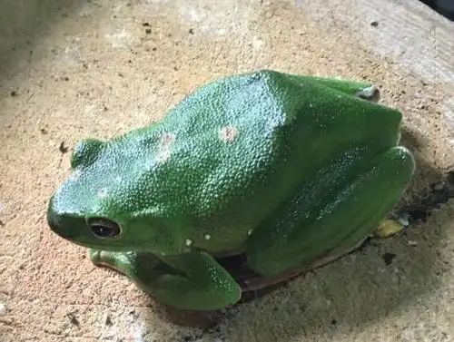 溪口崇蛙已有800多年历史 是日,这种背上有七个斑点的青蛙被当地人视