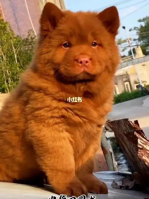 土狗里面的天花板级别物种五红犬喜欢吗